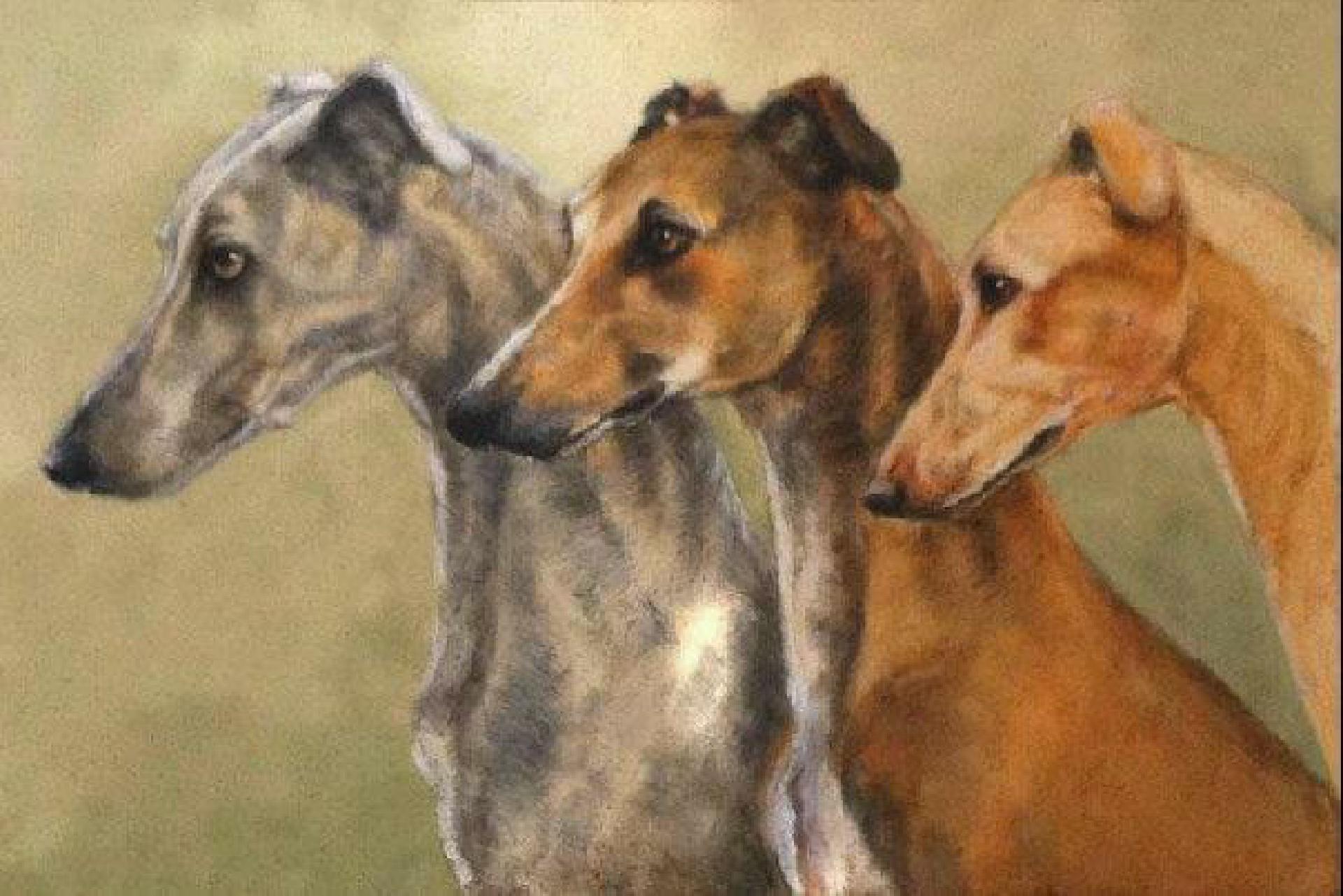 Greyhounds - Lucilla Bollati