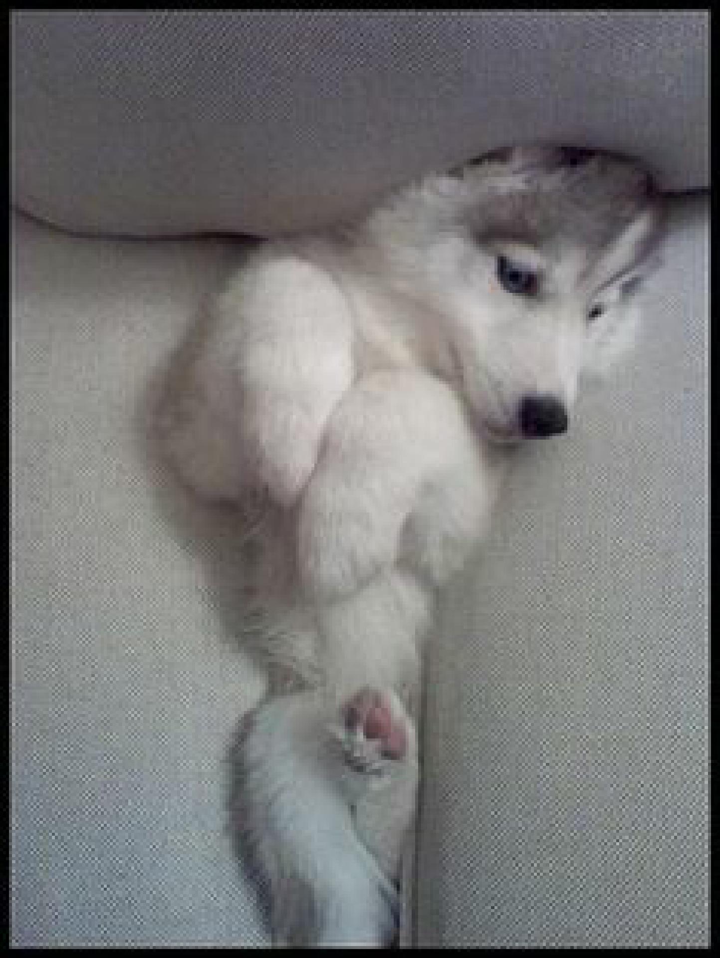Husky-stuck-in-couch