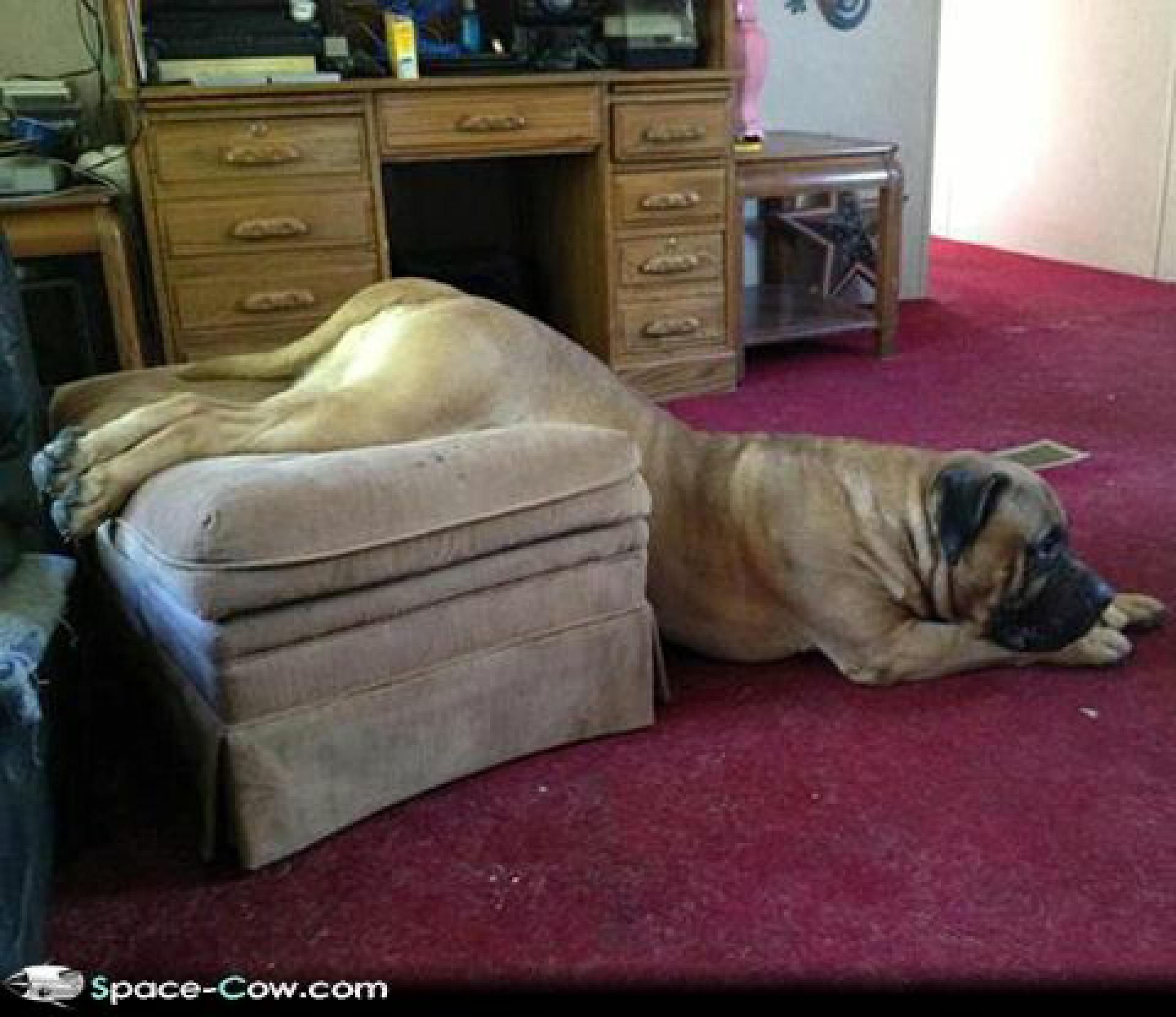 We-need-new-furniture-funny-animals-dogs-pics