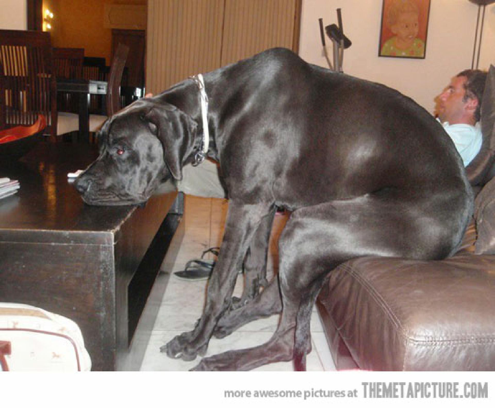 funny-dog-sitting-couch-watching-TV-2