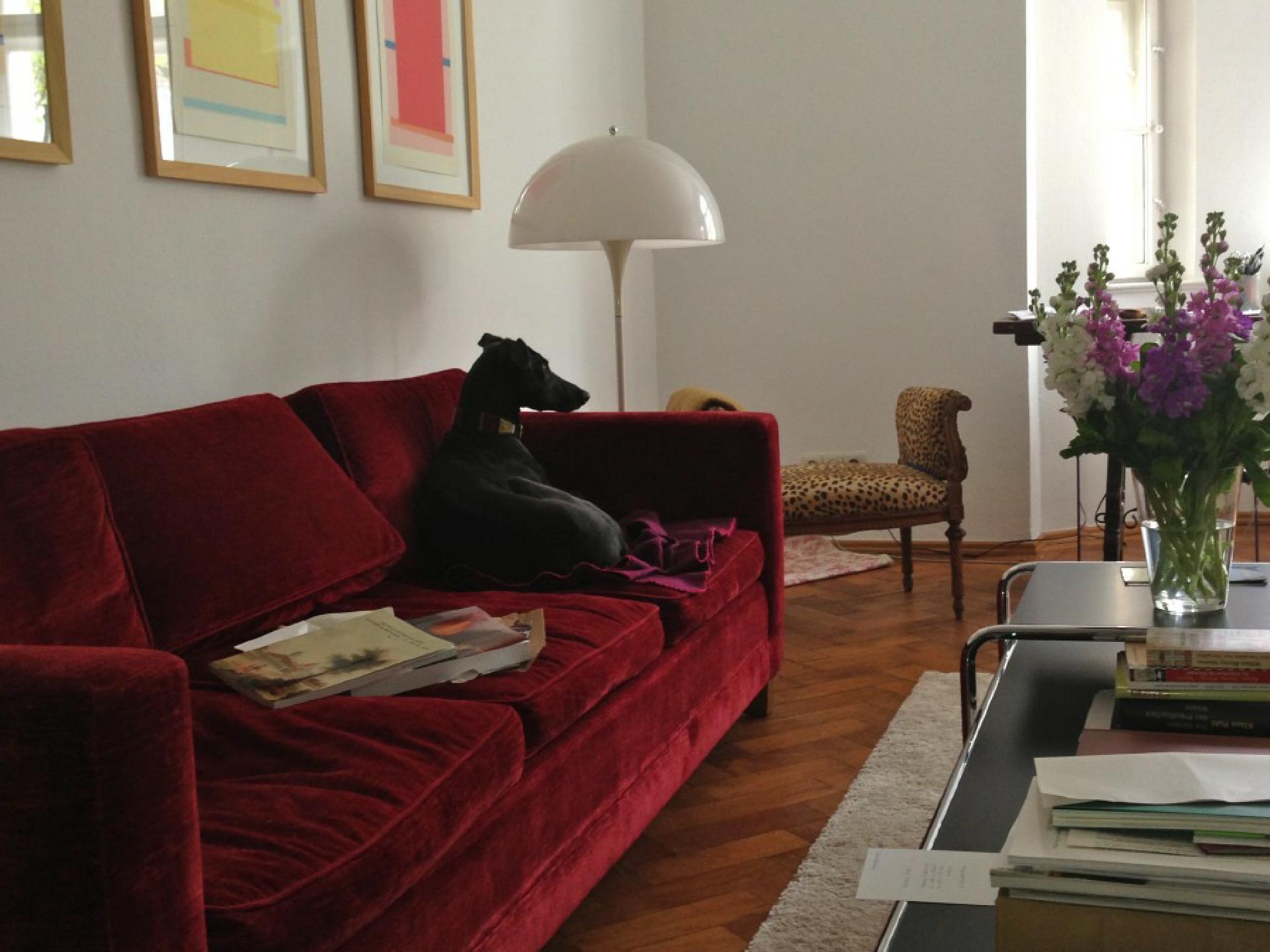 Wie schnell Hunde sich an Luxus gewöhnen: Egal, wo das Sofa steht - Hauptsache, es mit Samt bezogen, damit Monsieur sich besser in Szene setzen kann