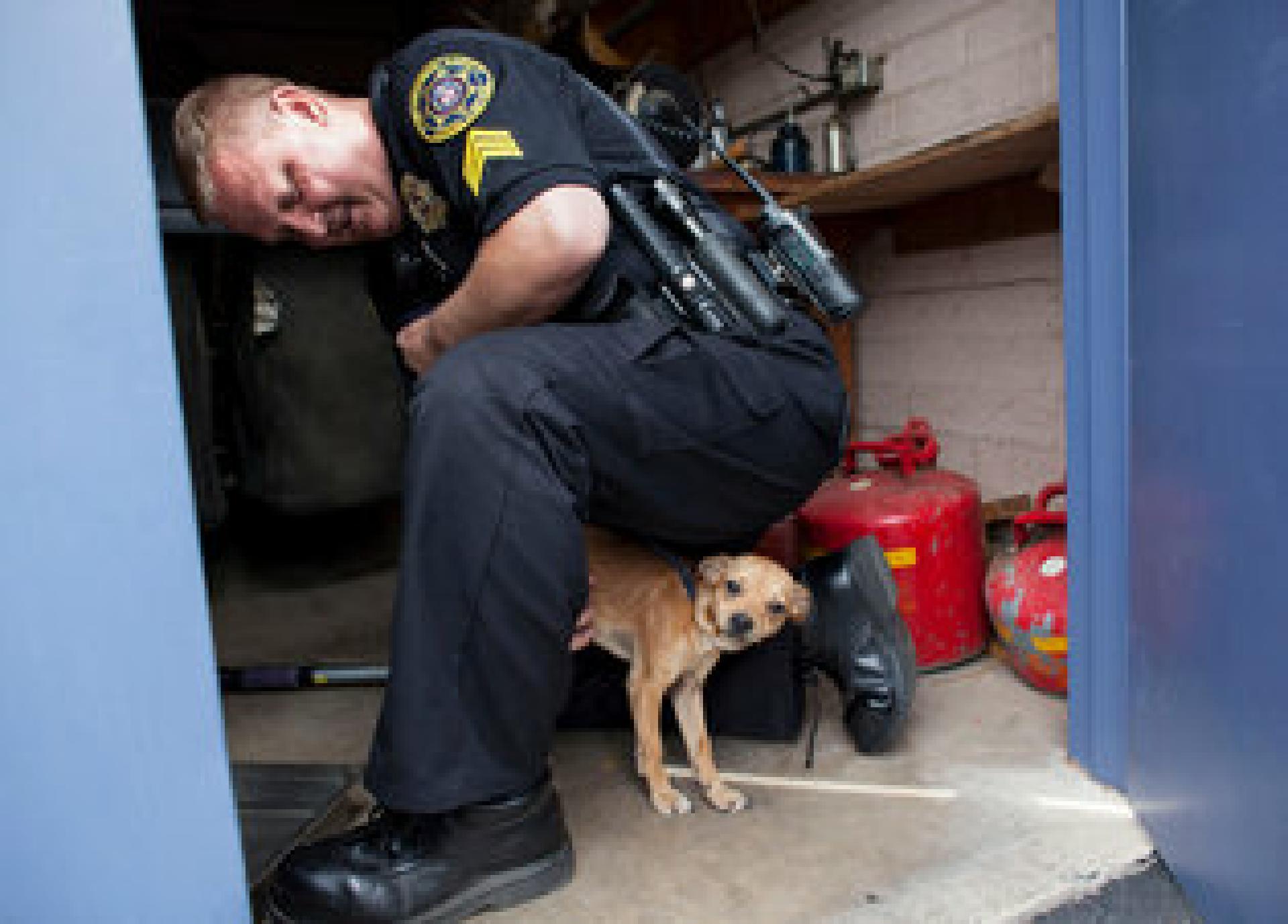 Sgt. True läßt einen streunenden Chihuahua-Mix aus einem Heizungsraum
