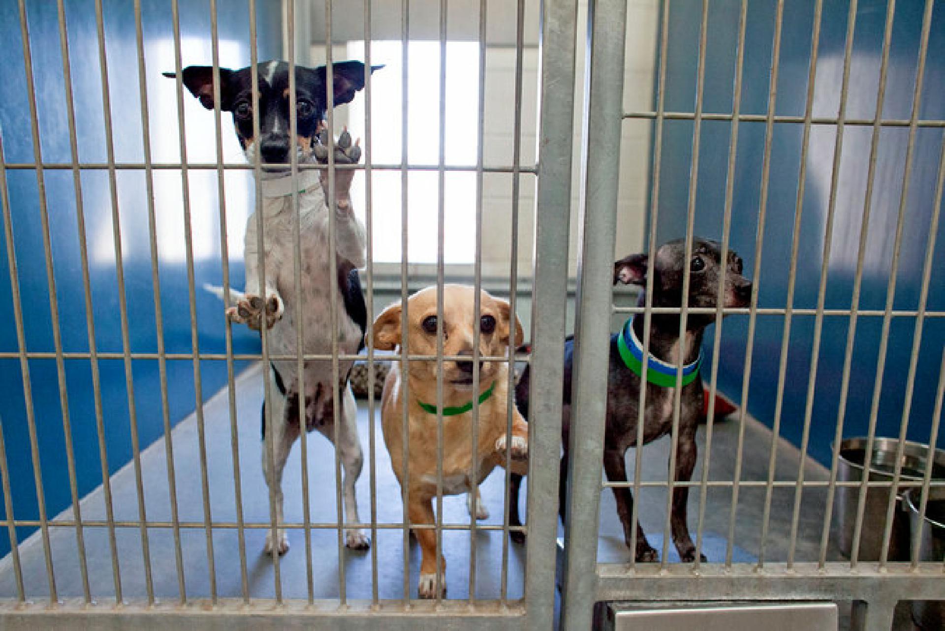 Die Tierheime in Arizona sind so überfüllt mit Chihuahuas, dass die Hunde mittlerweile in andere Bundesstaaten gebracht werden, um ein Zuhause finden zu können
