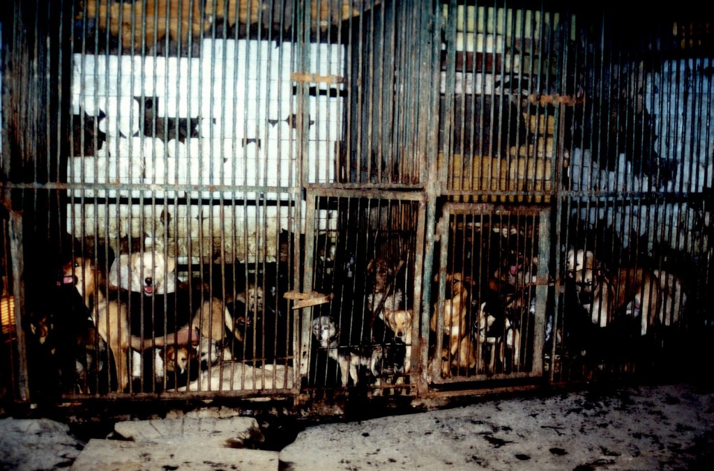 In der Budka, dem „Todeshaus“, starben bis zum Jahr 2001 jährlich rund 10.000 Hunde