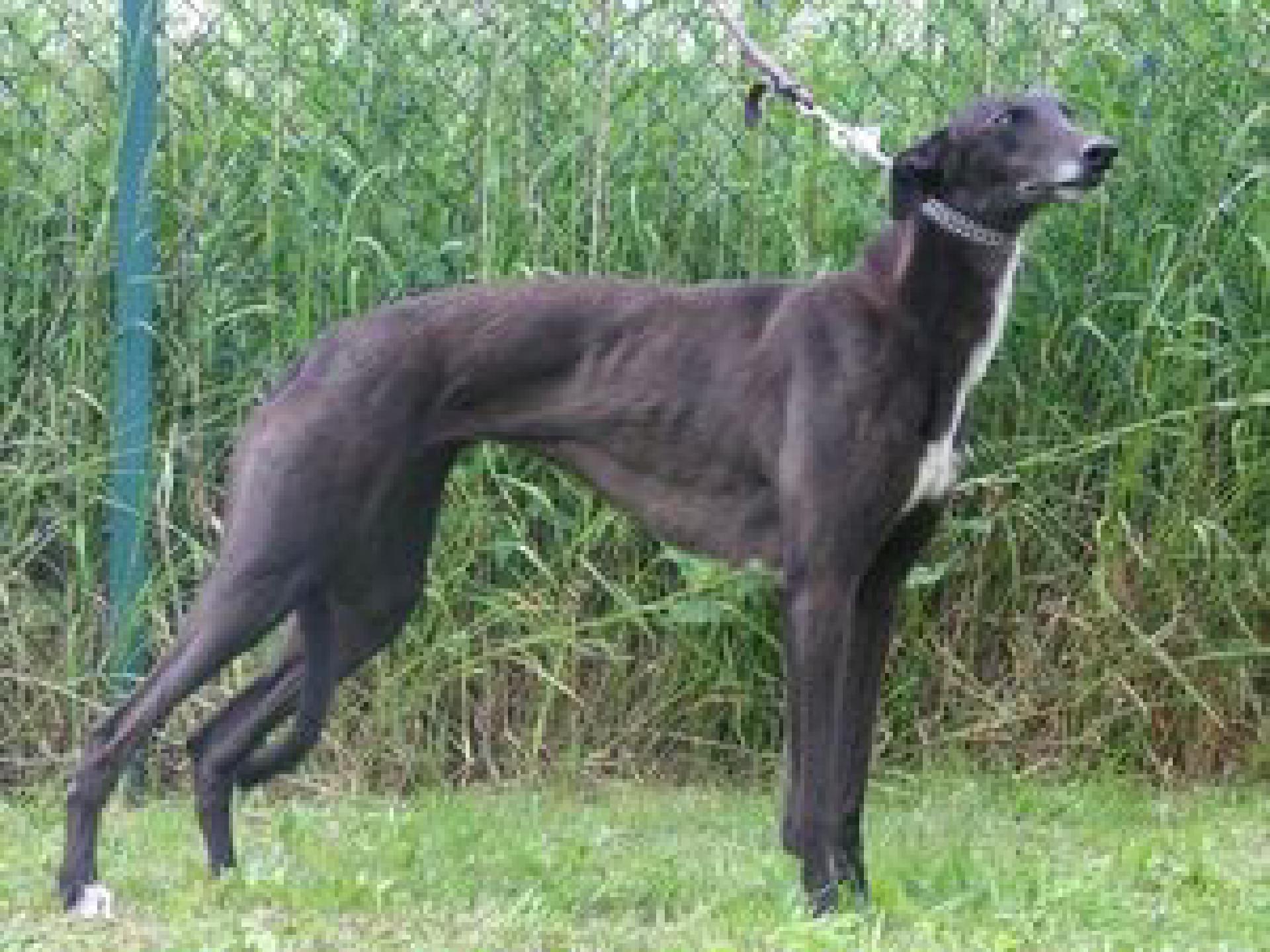 Greyhound-Hündin