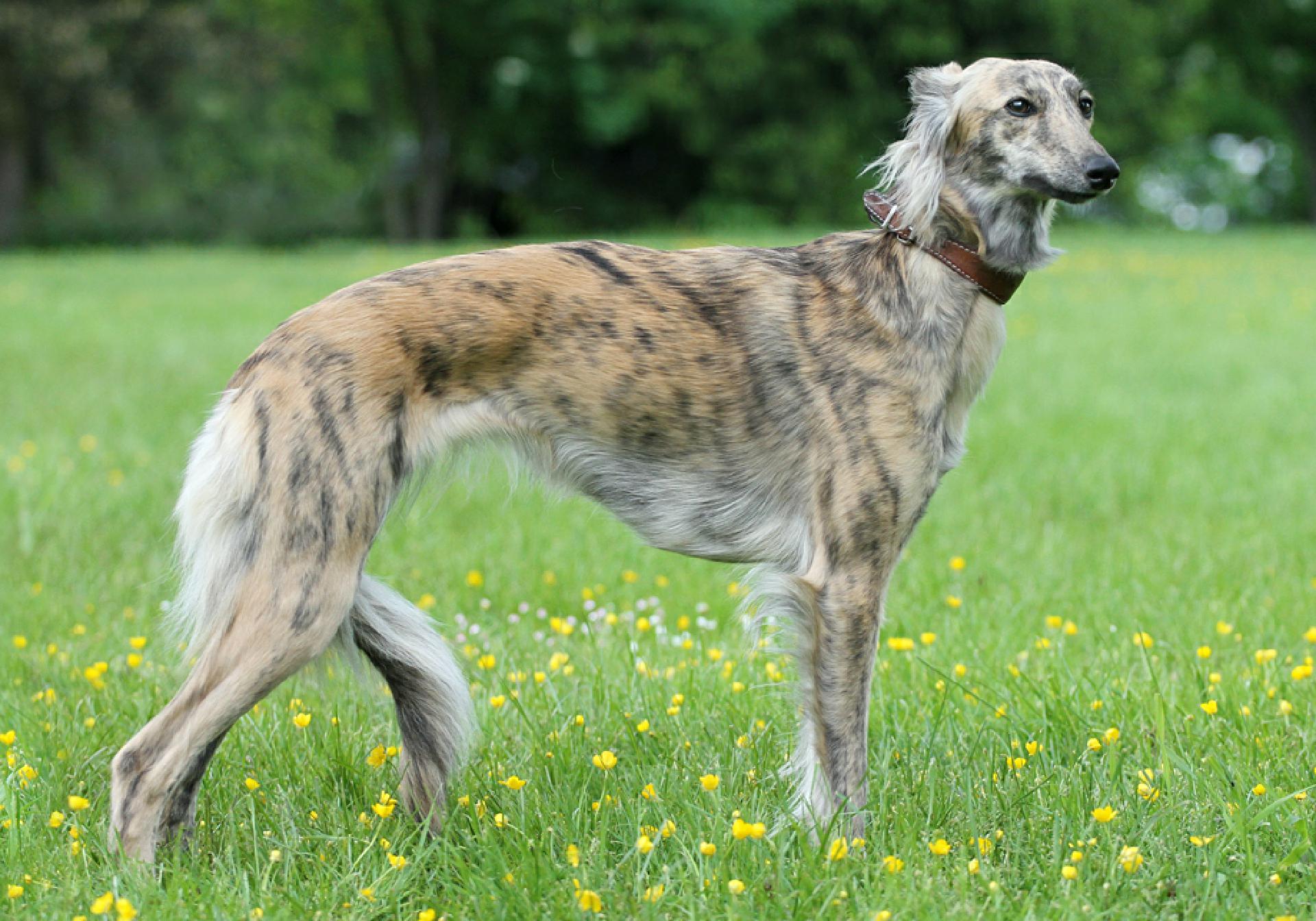 Der Silken Windsprite Lumpi4 de Hundemagazin