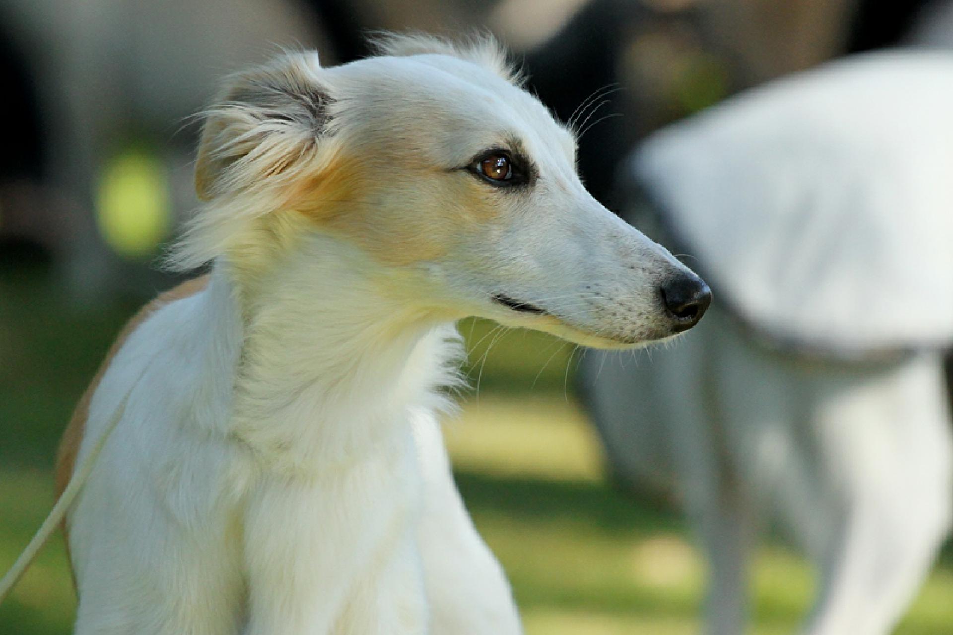 Der Silken Windsprite Lumpi4 de Hundemagazin