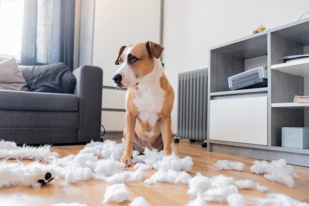 Fifi allein zuhaus - Trennungsangst beim Hund behandeln ...