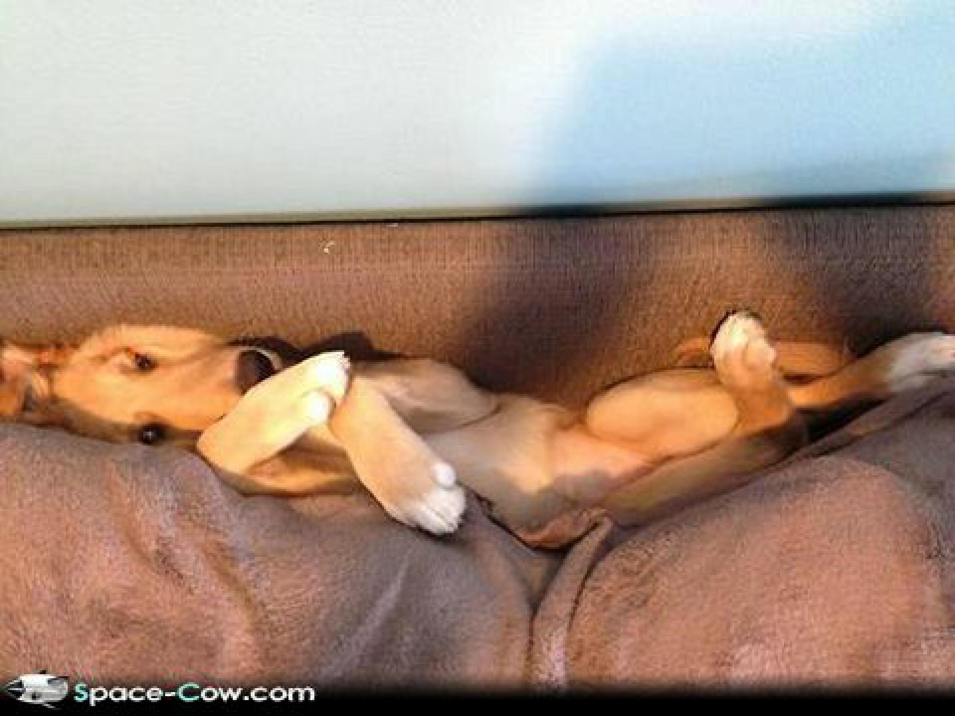 Couch-dog-funny-animals-pictures-humor
