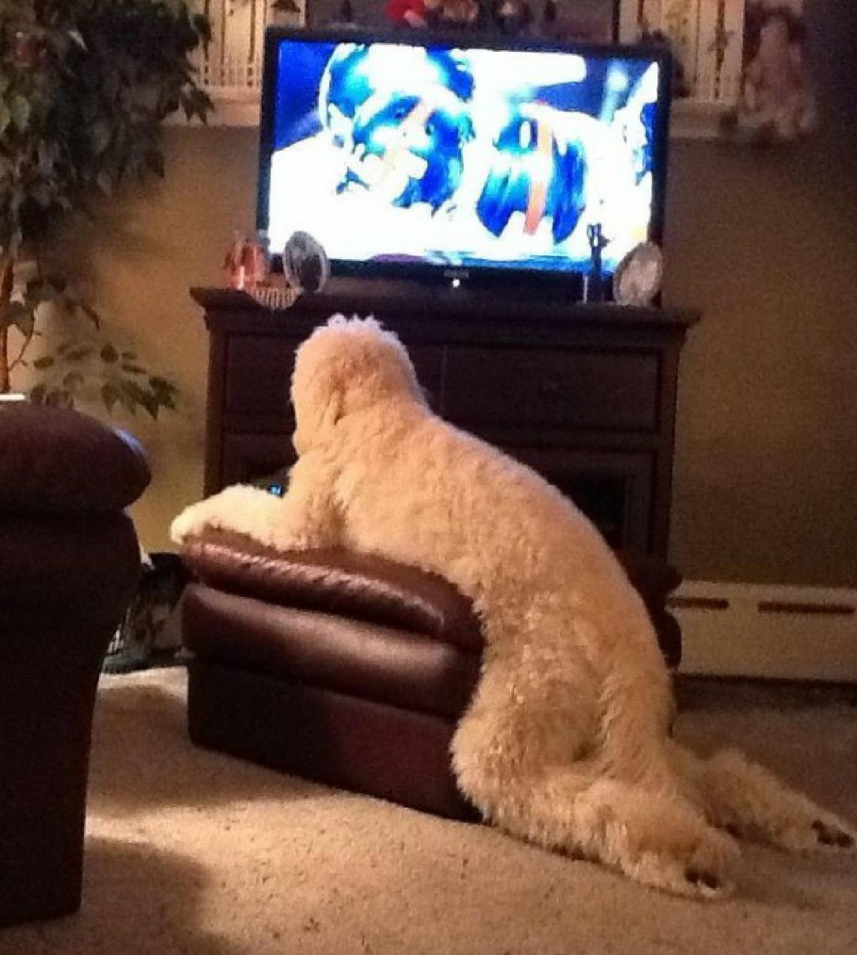 Dog-Watching-TV