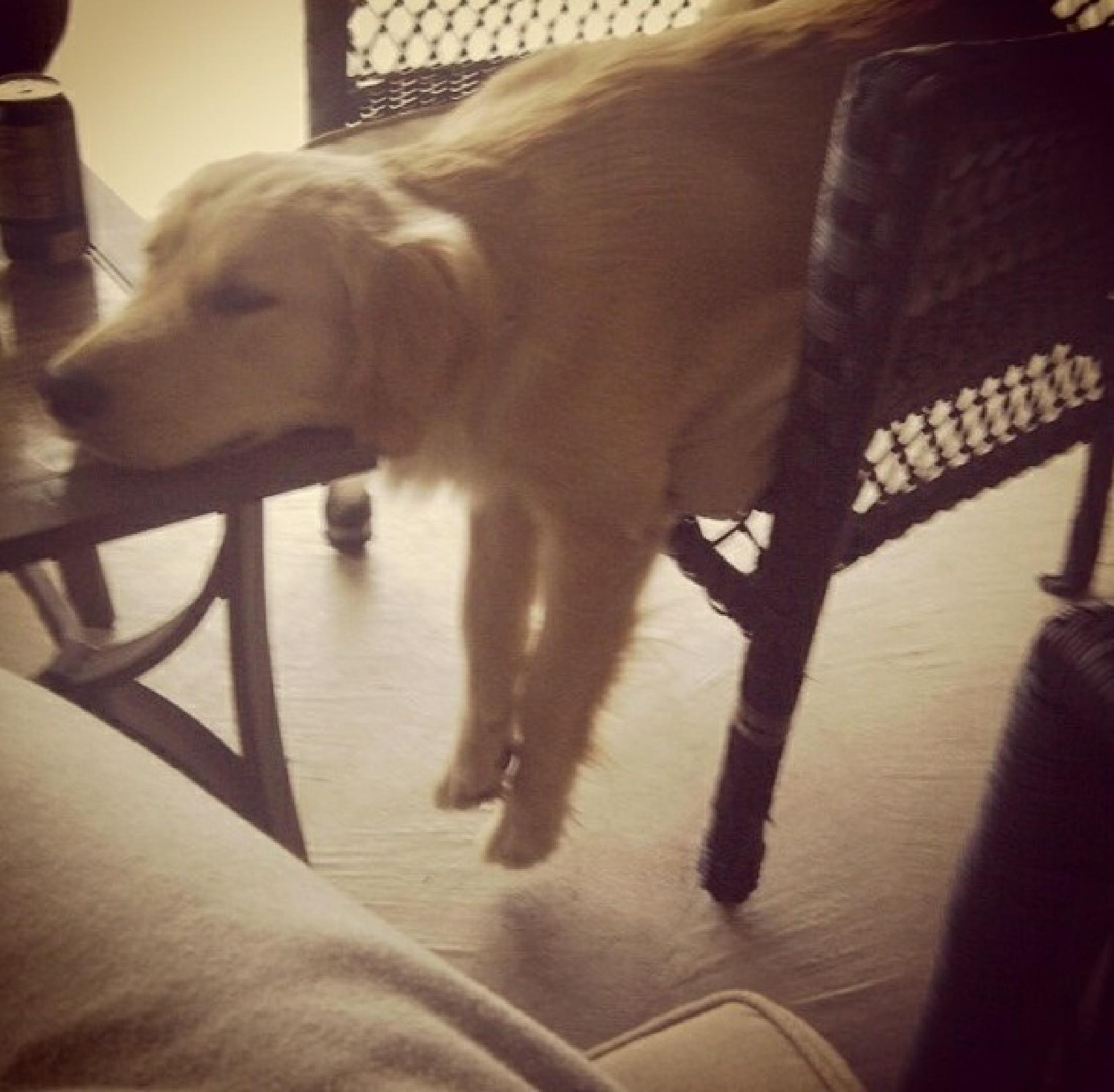 Dog-sleep-chair-table