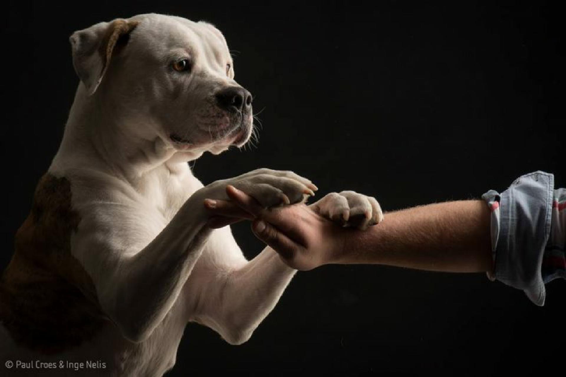 Woran man einen guten Hundetrainer erkennt Lumpi4.de Hundemagazin
