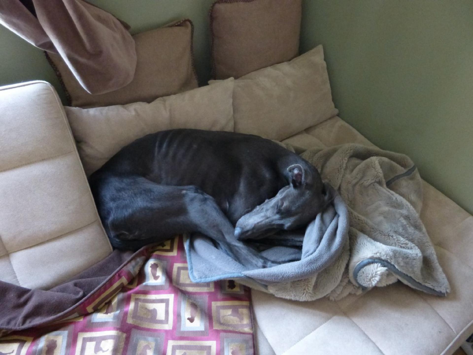 Sofaschlafen scheint Windhunden angeboren zu sein - geübt hat er das vorher bestimmt nicht