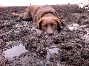 Sehr bleibt bei Hunden: Das Matsch-Spiel