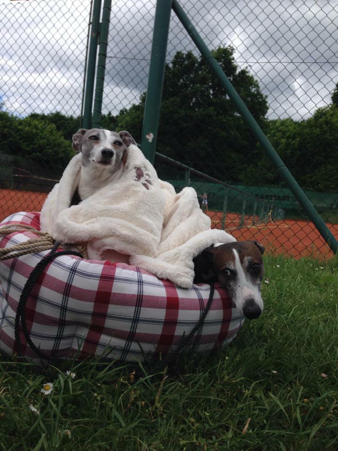 Harry und Fritz beim Tennis - so, wie die beiden gucken, muss das Spiel miserabel sein