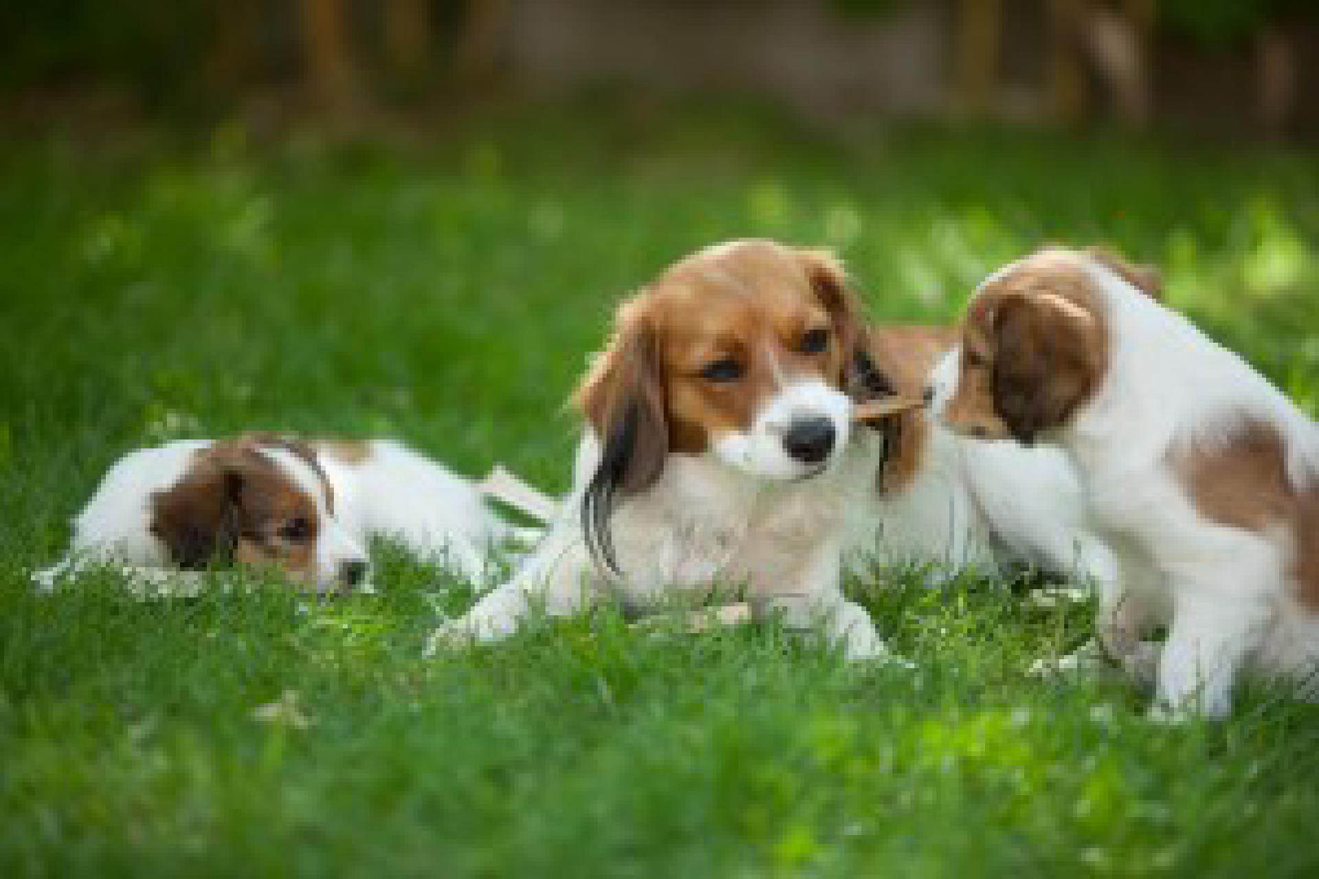 Foto: Kookerhondje