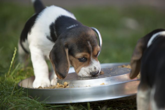 Kohlenhydrate sind Nervennahrung auch für Hunde Lumpi4.de