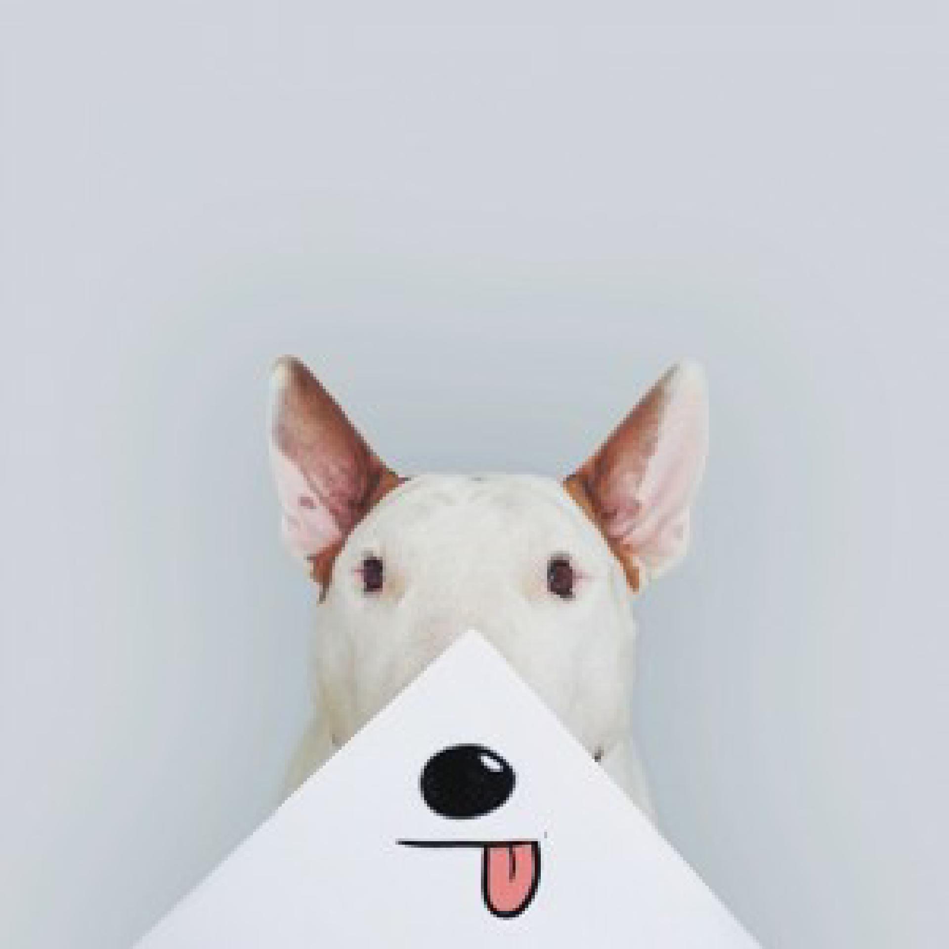 jimmy-choo-bull-terrier-illustrations-rafael-mantesso-6