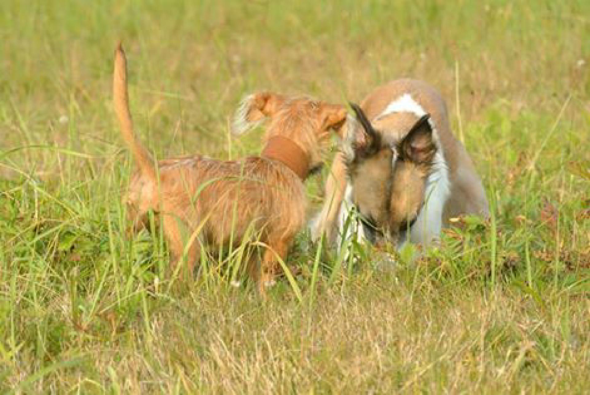 Violetta + Gretel bei Ausgrabungsarbeiten Foto: P. Leppelt