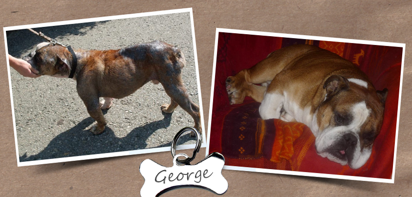 George war Leishmaniose-positiv, als er nach Deutschland kam. Das ist er immer noch, aber mit der geeigneten Medikation hat er sich großartig erholt. 