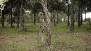 primera-sentencia-condena-cazador-por-ahorcar-galgos-1