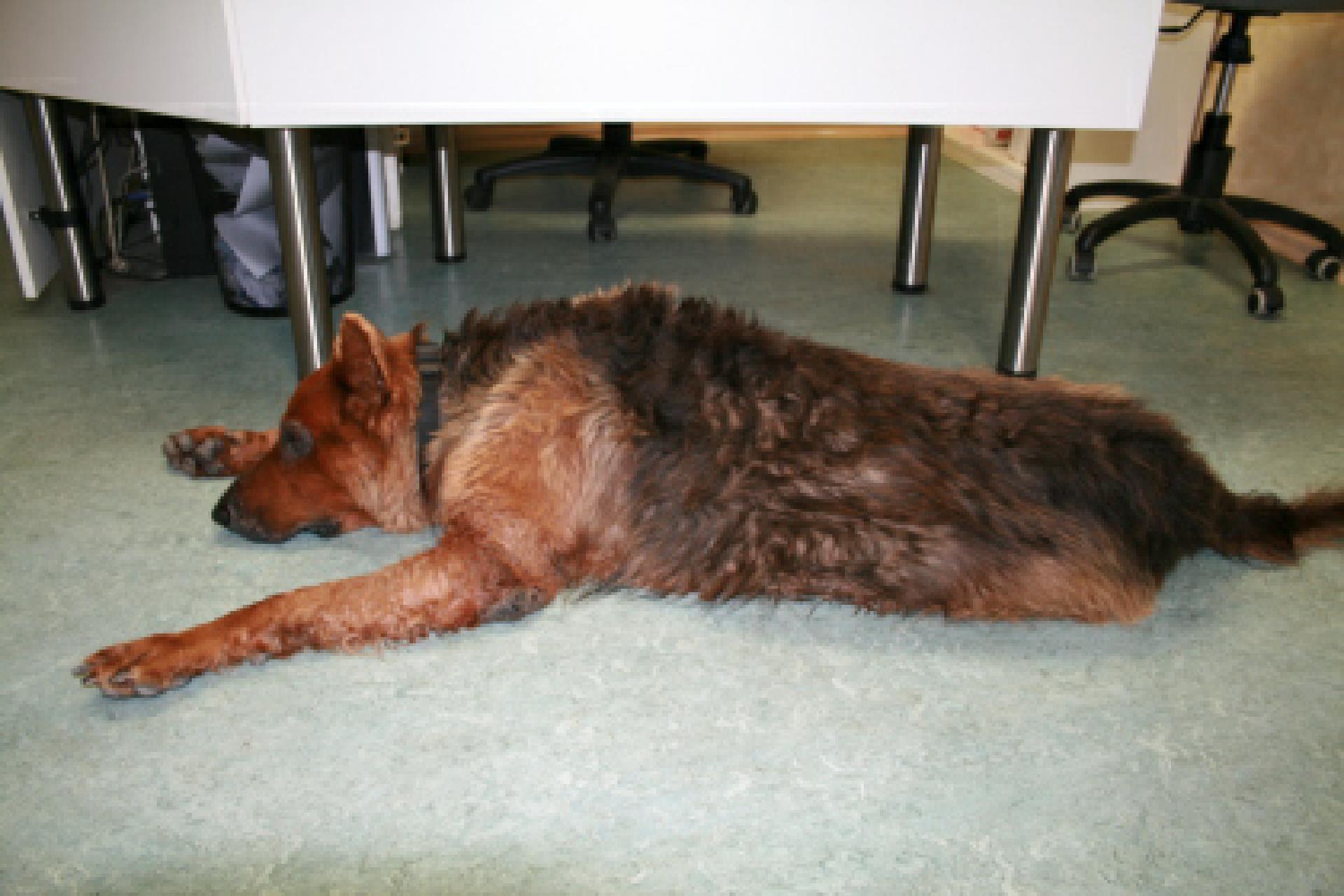Mangelsyndrom Beim Hund Lumpi4 De Hundemagazin