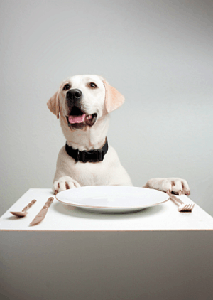 dog-at-table