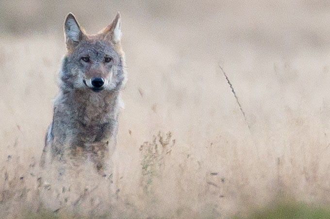 "Der Wolf hat keinerlei biologischen Vorteil von Impulskontrolle", so die Wolfs-Expertin Elli Radinger