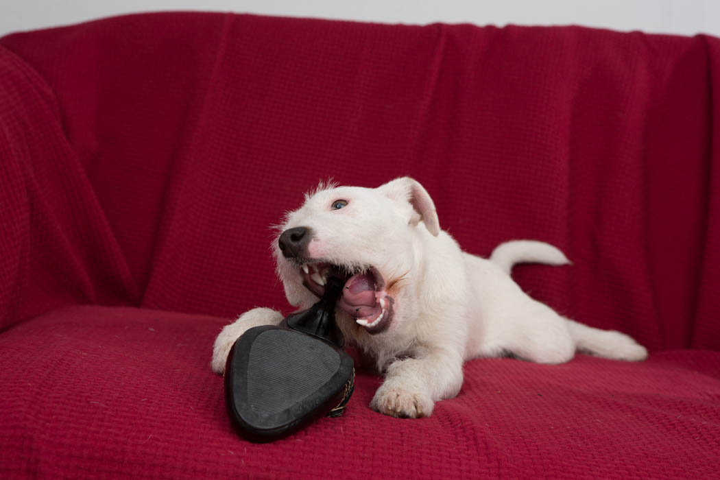 Manche Hunde haben einen durchaus eigenwilligen Geschmackssinn - aber das heißt nicht, dass sie instinktiv wissen, was gut für sie ist Foto: Debra Bardowicks