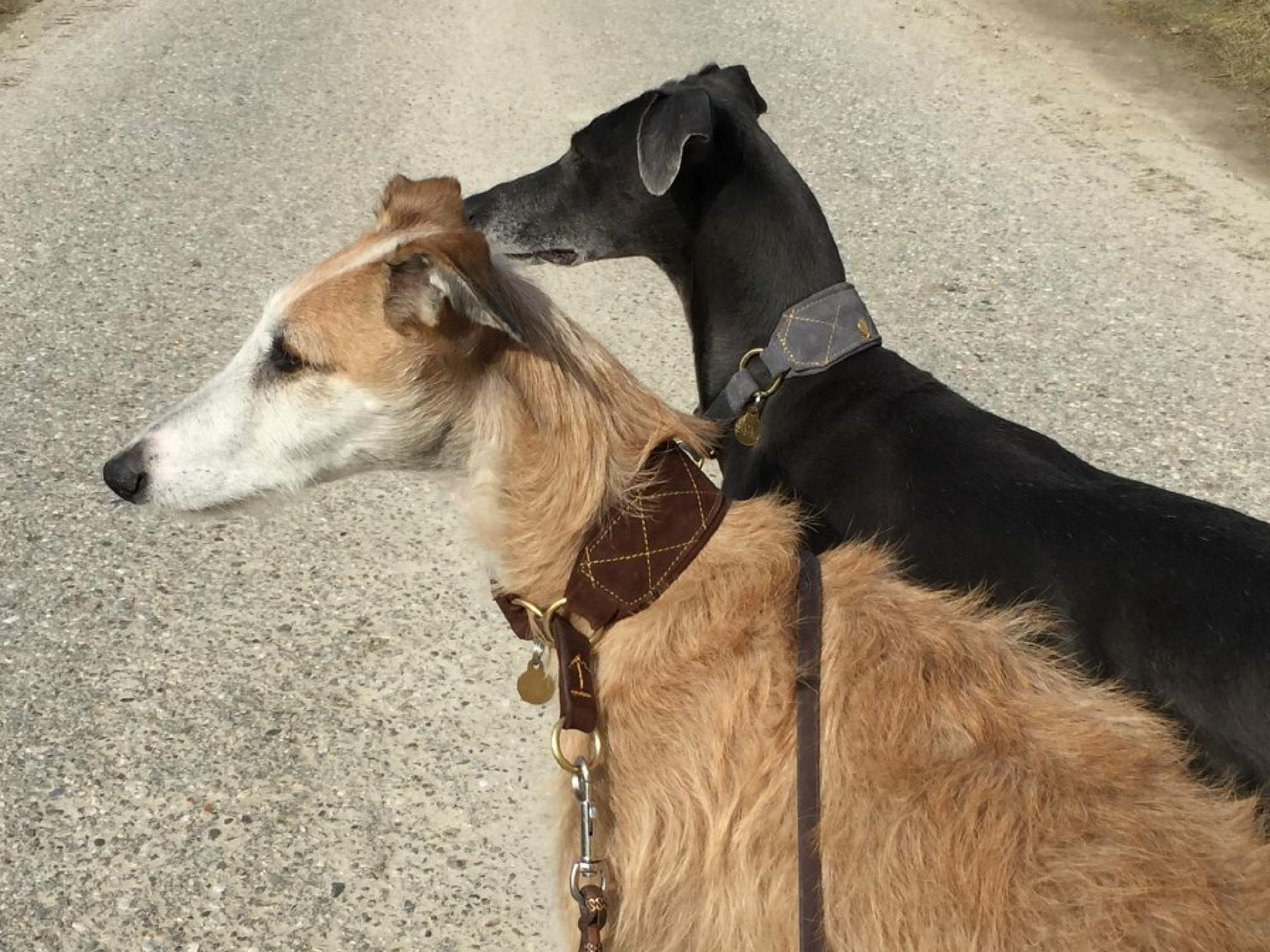 Aslan und Nano (Halsbänder von Leroiy.de)