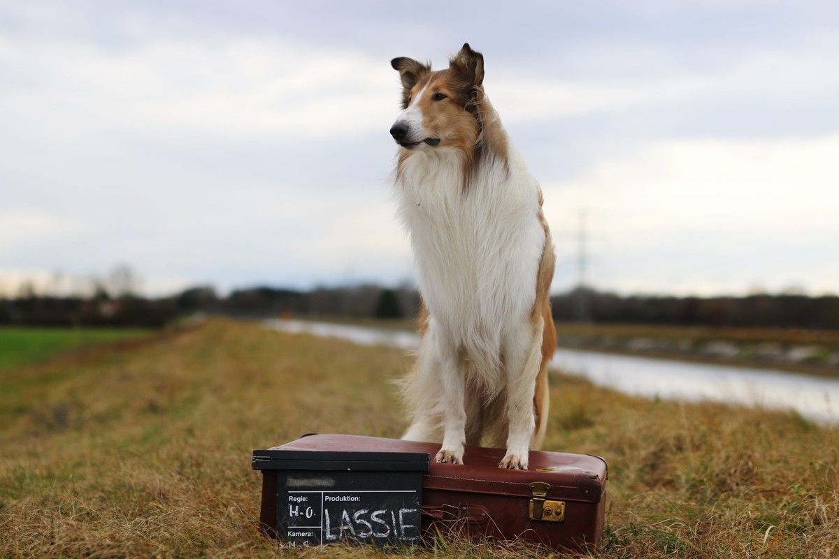 Immer wieder Lassie – Hundemagazin